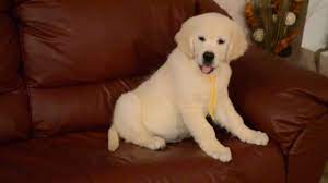 3 Months Old Sweet Golden Retriever Male Youtube