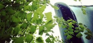 Each cat is also unique. How To Decorate Your Place With Plants Without Killing Your Cat Catster