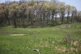 Grassland Wikipedia