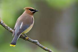 اسماء الطيور بالعربية و الانجليزية التجمع المغربي لعلم الطيور cedar waxwing bird owl species