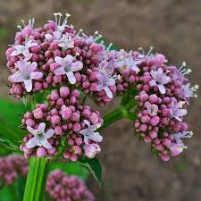 It is consumed as food by the larvae of some lepidoptera (butterfly and moth) species, includ. Valerian Seeds Medicinal Plant Valeriana Officinalis Prijs 2 05