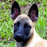The belgian malinois is that breed. Belgian Malinois For Adoption Near Me