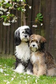 Pleased to announce that dazzle will have puppies in 2021. Everything About Your Tibetan Terrier Luv My Dogs