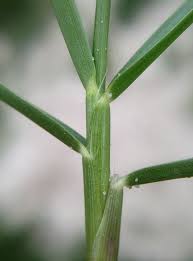 Image result for Paspalum vaginatum