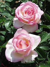 Tv presenter katie rushworth shares useful tips that will help you grow roses that produces flowers for the whole season. Roses University Of Florida Institute Of Food And Agricultural Sciences