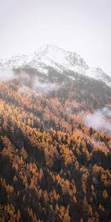 Autumn Forest Tree Yellow Mountains 1080x2160 Wallpaper Naturfotografie Naturbilder Hintergrundbilder