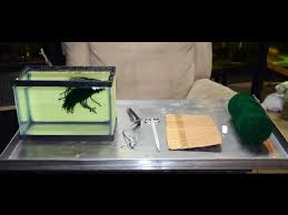 I am looking to get into breeding some different fish which require spawning mops. Making A Spawning Mop Tuesday Tip Youtube