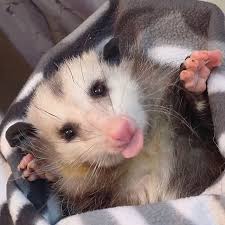Female opossums can get hurt in numerous ways. If You Think Opossums Are Scary Pests These Rescue Opossums May Change Your Mind 40 Pics Bored Panda