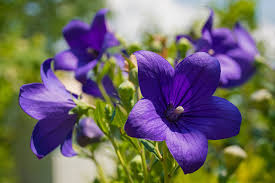 Image result for Campanula