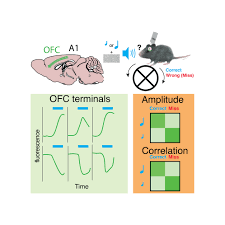 Orbitofrontal cortex conveys stimulus and task information to the auditory  cortex: Current Biology