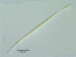 Image result for Entada bacillaris