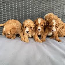 Home Raised Cavapoo Puppies For Rehoming Home Facebook
