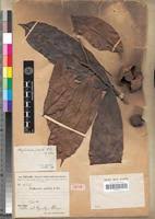 Image result for Strephonema