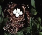 Image of Indigo Bunting eggs
