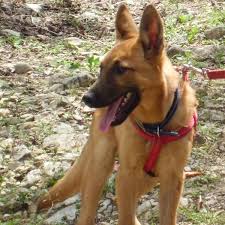 They can be fawn to mahogany with their mask, ears, and tips on the hairs are black. Is Our Dog A Pure Bred Belgian Malinois Thriftyfun