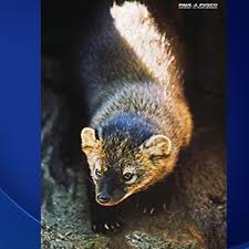 These animals were displaced and their numbers dwindled many years ago, when the farmers cleared the forests and surrounding areas for agriculture. Fisher Cat Sightings Increase In Newington News Wfsb Com