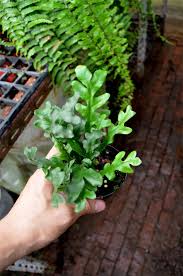 Image result for Drynaria volkensii