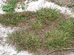 Image result for Paspalum