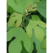 Sassafras oil has been extracted from the bark to create an aromatic additive to soaps and perfumes and provide an antiseptic. Sassafras Albidum