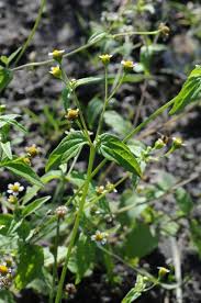Image result for Galinsoga parviflora