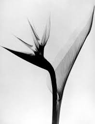 While Looking Thru Some Old Files Today Came Across These Remnants From My Decade Bird Of Paradise Tattoo Xray Art Birds Of Paradise Flower