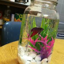 Cara membuat aquarium dari barang bekas untuk ikan cupanghallo sobat youtube.video kali ini masih tentang aquarium cupang dari barang bekas. Download Cara Membuat Aquarium Ikan Cupang Sederhana Images