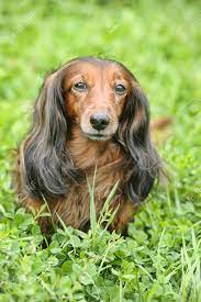 Excellent nose, persevering hunter and tracker. Long Haired Miniature Dachshund Stock Photo Picture And Royalty Free Image Image 14841001