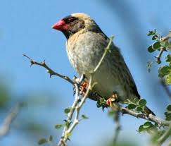 Image result for Eriochloa macclounii