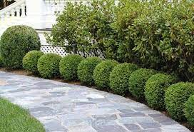 Maybe you would like to learn more about one of these? Evergreens Make A Garden Look Better Signals Az