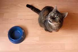 Information On Yogurt For Cats Cuteness Homemade Cat Food Cats Cat Food
