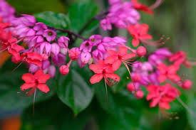 Image result for Clerodendrum thomsoniae