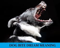 Don T Bite The Hand That Feeds You Meaning In Hindi Dog Bite Dream Interpretation Best Dream Meaning Analysis Answer