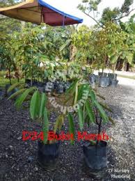200 tahun tidak henti berbuah. Anak Pokok Durian D24 Bukit Merah Garden Items For Sale In Telok Panglima Garang Selangor Mudah My