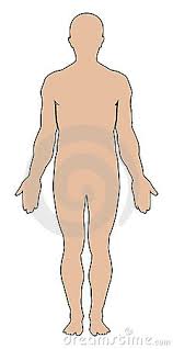 Resultado de imagen para cuerpo humano