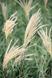 Image result for Miscanthus sinensis