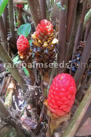 Image result for Renealmia