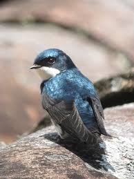 Image result for Pogonochloa