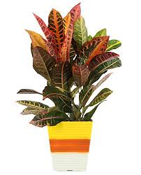 Plant crotone garden tropical leaves flora exotic colorful green croton. Croton Plant Varieties 25 Types Of Crotons Garden Gear Shop