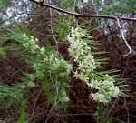 Image result for Asparagus flavicaulis