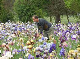 Soak the iris seeds in a bowl of water for three to five days. How Do You Grow Iris From Seed Hybridizing Bearded Iris
