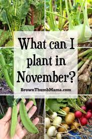 15 Vegetables To Plant In November Zone 9 Winter Vegetables Gardening Container Gardening Vegetables Winter Vegetables
