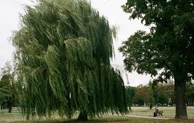 In three years, it should reach between 10 and 15 metres, with a maximum height at maturity of up to 15m. How To Grow Weeping Willow Trees The Complete Guide