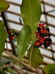 Image result for Ochna cinnabarina