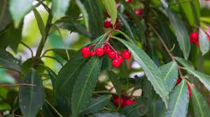 Image result for Ardisia buesgenii