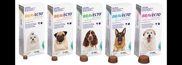 Bravecto For Dogs What You Need To Know