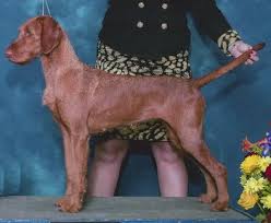 It is known for its loyalty. Vizsla Wire Haired Dogs And Breeders In Canada Canadogs
