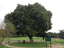 Image result for Celtis africana