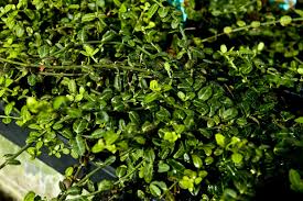 Image result for Euonymus fortunei