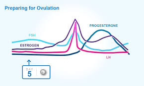 We did not find results for: Understanding Menstrual Cycles Your Periods And Ovulation Clearblue