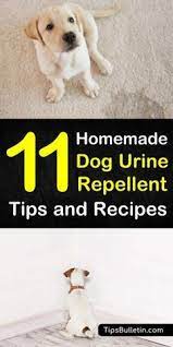 In a clean spray bottle, mix two tablespoons of distilled white vinegar and 20 drops of any citrus scented essential oil into one and a half cups of cold water. Keeping Dogs Away 11 Homemade Dog Urine Repellent Tips And Recipes Dog Urine Dog Deterrent Dog Deterrent Spray